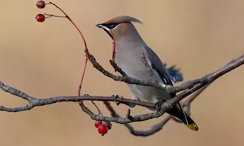 Gefälschte Rechnung führt zu 10.000-Euro-Schaden in Pulsnitz