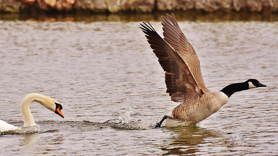Audi rast durch Eckartsberg: Polizei verfolgt Fahrer