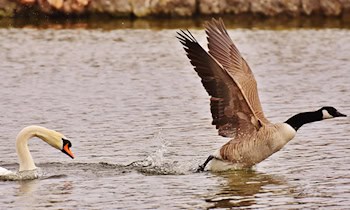 Audi rast durch Eckartsberg: Polizei verfolgt Fahrer