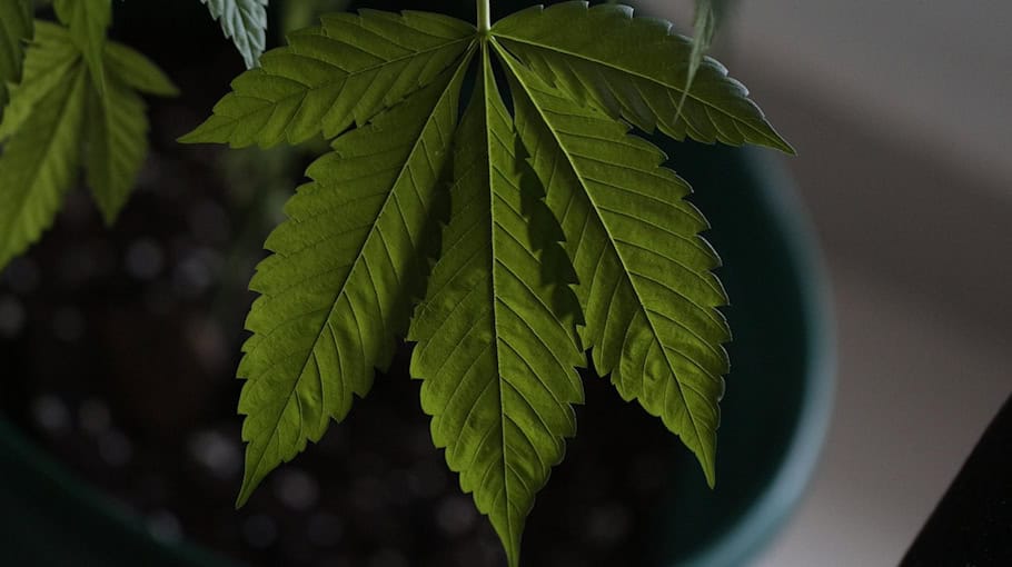 Mehrere Kilogramm Cannabis in Leipzig sichergestellt