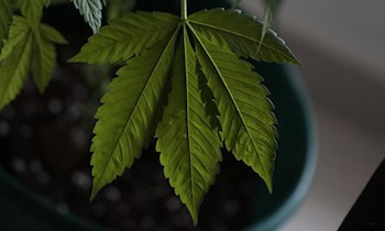 Mehrere Kilogramm Cannabis in Leipzig sichergestellt