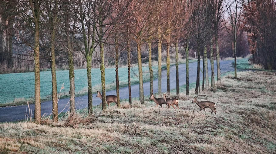 Drei Wildunfälle im Vogtland: Achtung Wildwechsel