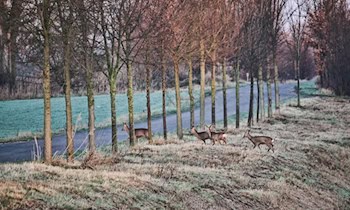 Drei Wildunfälle im Vogtland: Achtung Wildwechsel