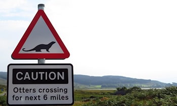 Jugendlicher nach Diebstahl von Verkehrszeichen gestellt