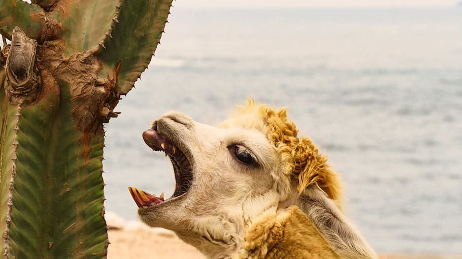 Seniorin von Radfahrer auf Gehweg geschlagen in Hoyerswerda