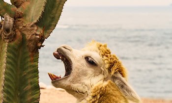 Seniorin von Radfahrer auf Gehweg geschlagen in Hoyerswerda