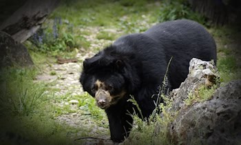 Raubüberfall am Volksfest im OT Zentrum