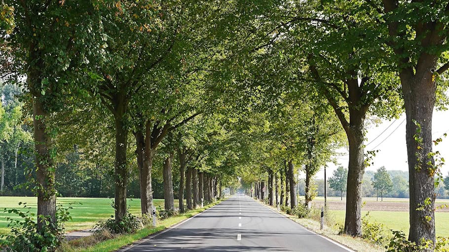 Leitpfosten auf Fahrbahn gelegt: Gefährlicher Eingriff in Bad Düben