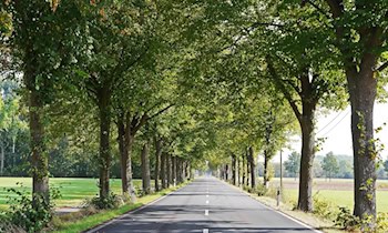 Leitpfosten auf Fahrbahn gelegt: Gefährlicher Eingriff in Bad Düben