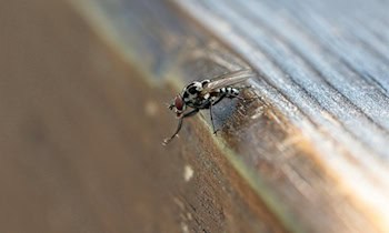 Mehrere Mülltonnen in Dresden abgebrannt