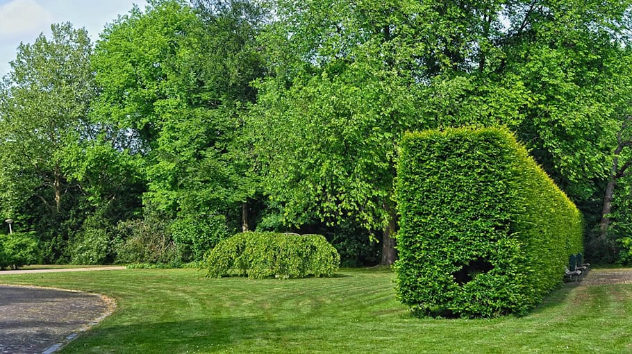 Hecke in Döbeln in Brand gesetzt