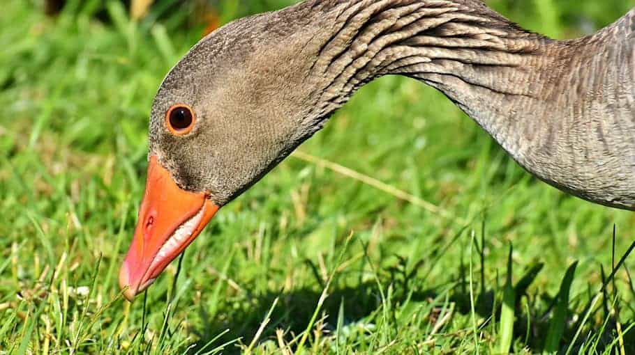 Auto kollidiert mit Gans in Königswartha