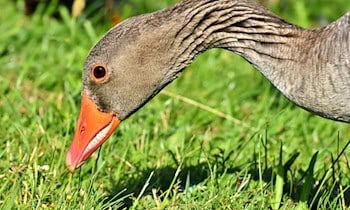 Auto kollidiert mit Gans in Königswartha