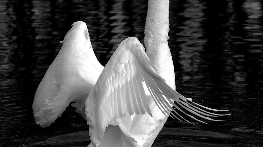 Jugendlicher nach Polizeiflucht gestellt