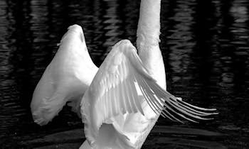 Jugendlicher nach Polizeiflucht gestellt