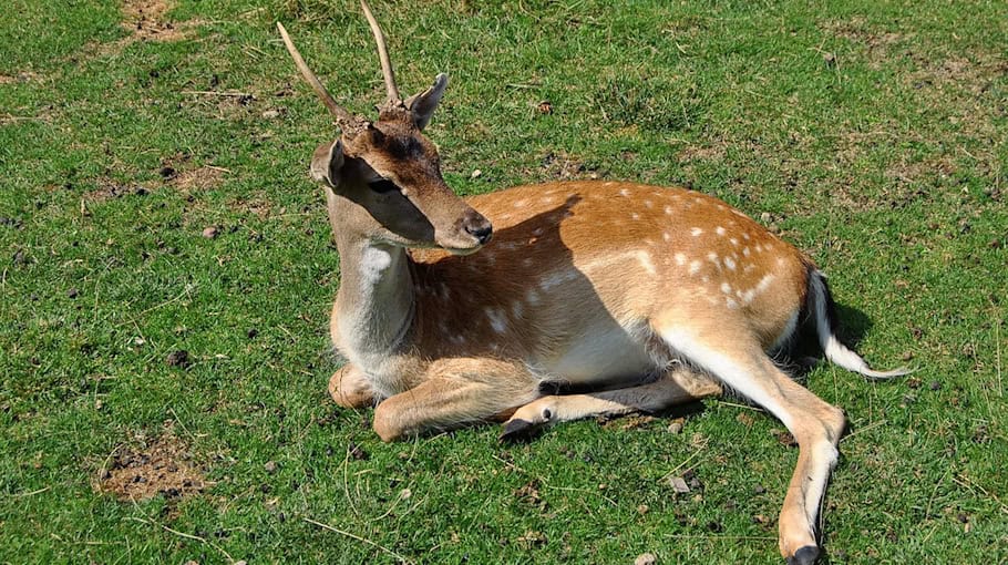Rehbock aus Fußballnetz befreit in Vielau