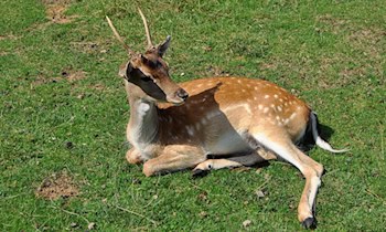 Rehbock aus Fußballnetz befreit in Vielau
