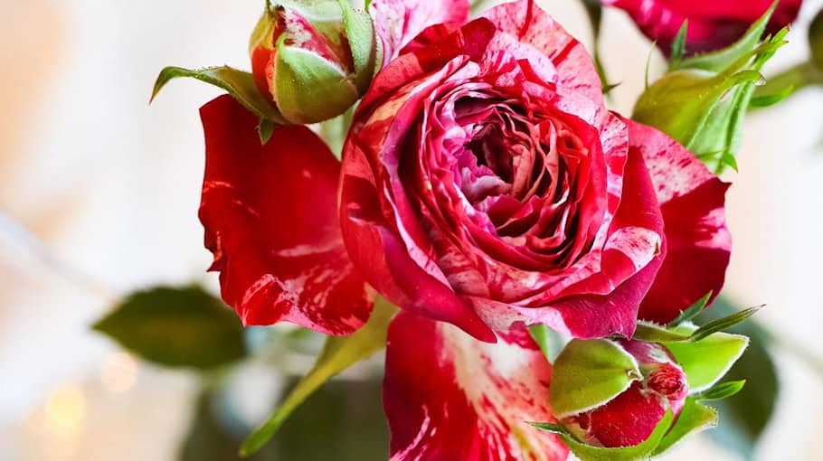 Rückgang bei Vermögens- und Fälschungsdelikten