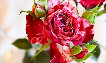 Rückgang bei Vermögens- und Fälschungsdelikten