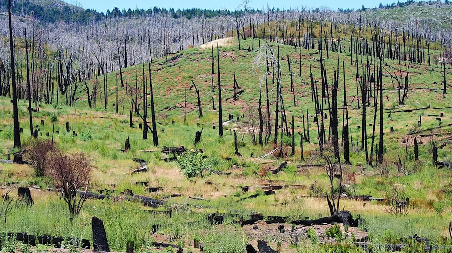 Waldbrand unterhalb des Liliensteins