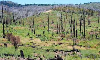 Waldbrand unterhalb des Liliensteins