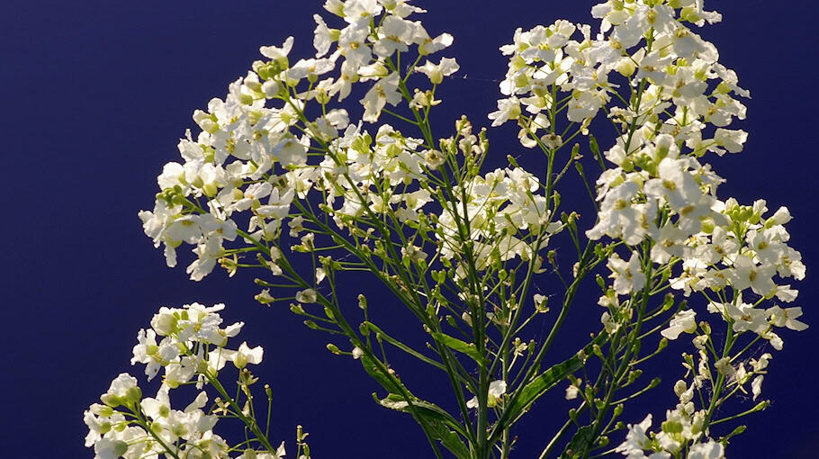 Carport und zwei Autos in Markranstädt ausgebrannt