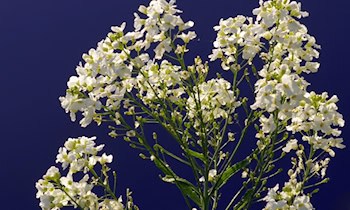 Carport und zwei Autos in Markranstädt ausgebrannt