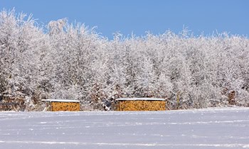 Brennendes Holzlager in Caminau: Feuerwehr verhindert Übergreifen