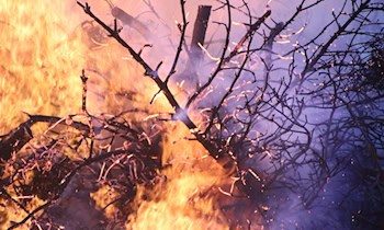 Waldbrand in Langenbernsdorf: Feuerwehr im Einsatz
