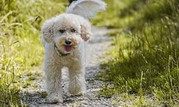 Raser mit 151 km/h auf A4 bei Parkplatz An der Neiße