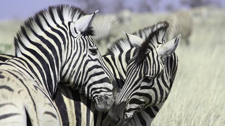 Fahrerflucht nach Unfall am Zebrastreifen