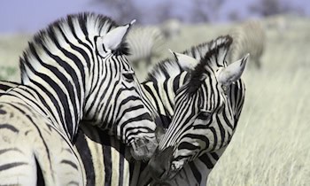 Fahrerflucht nach Unfall am Zebrastreifen