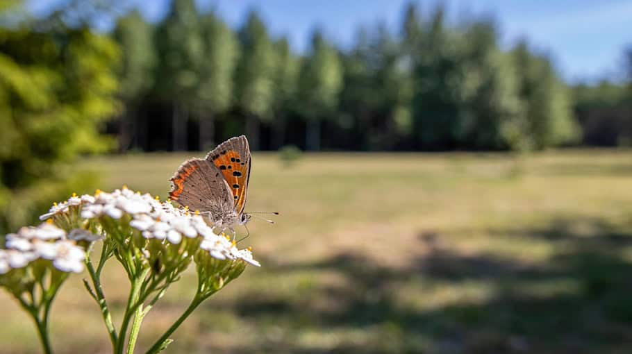 Kupferdiebstahl an Geschäftsgebäude in Geringswalde