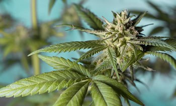 Polizei entdeckt über 1.000 Cannabispflanzen in Lichtenstein