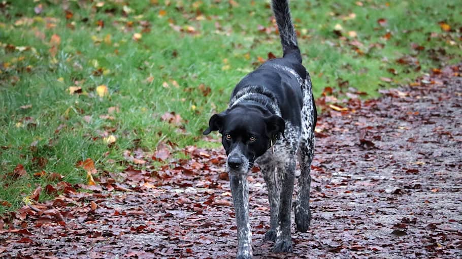 Vermisstensuche in Plauen-OT Bärenstein mit glücklichem Ende