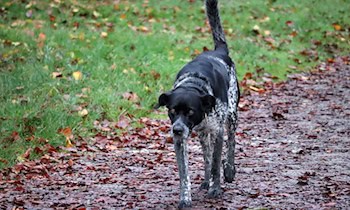Vermisstensuche in Plauen-OT Bärenstein mit glücklichem Ende