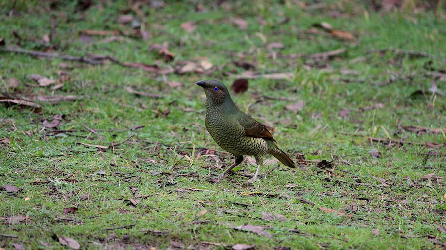 Einbrüche in Gartenlauben im Westpark