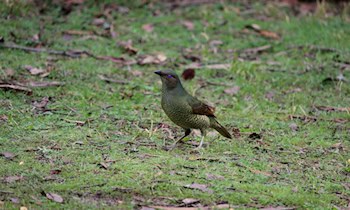 Einbrüche in Gartenlauben im Westpark