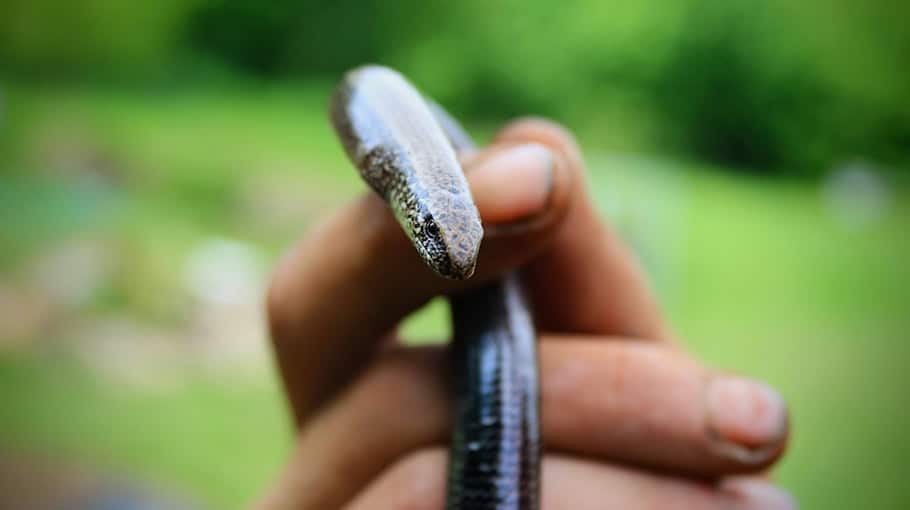 Verdächtiger Fund auf dem Waldspielplatz in Connewitz