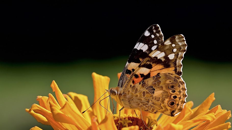 Wildtier-Ausweichmanöver auf B 156 bei Bluno