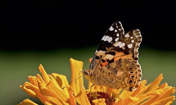 Wildtier-Ausweichmanöver auf B 156 bei Bluno