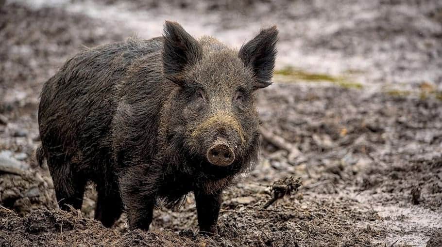 Wildunfall in Lauta: Wildschwein kollidiert mit VW Passat