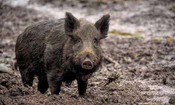 Wildunfall in Lauta: Wildschwein kollidiert mit VW Passat