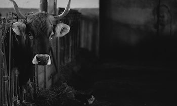 Einbruch in Scheune in Obercarsdorf