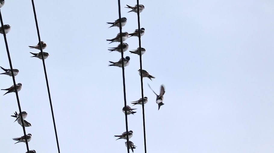Stromkabel von Baustelle gestohlen in Dresden-Trachau