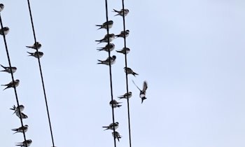 Stromkabel von Baustelle gestohlen in Dresden-Trachau