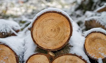 Holzdiebstahl und Sachschaden in Ellefeld