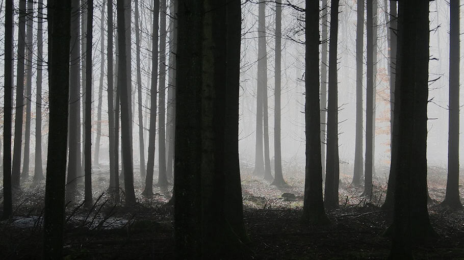Vandalismus im Wald bei Neißeaue