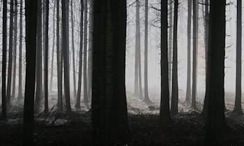 Vandalismus im Wald bei Neißeaue