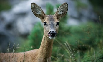 Wildunfall und Auffahrunfall bei Hohnstein-Zeschnig